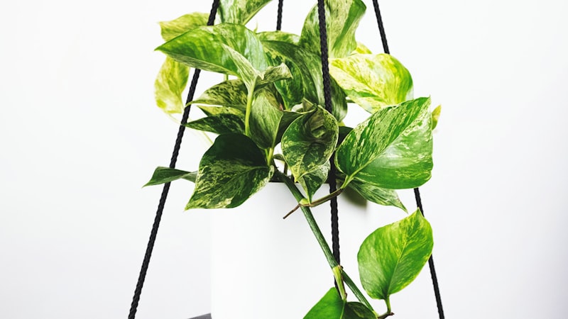 2026世界杯关键统计数据图表展示 - 包括控球率、射门次数、传球成功率等